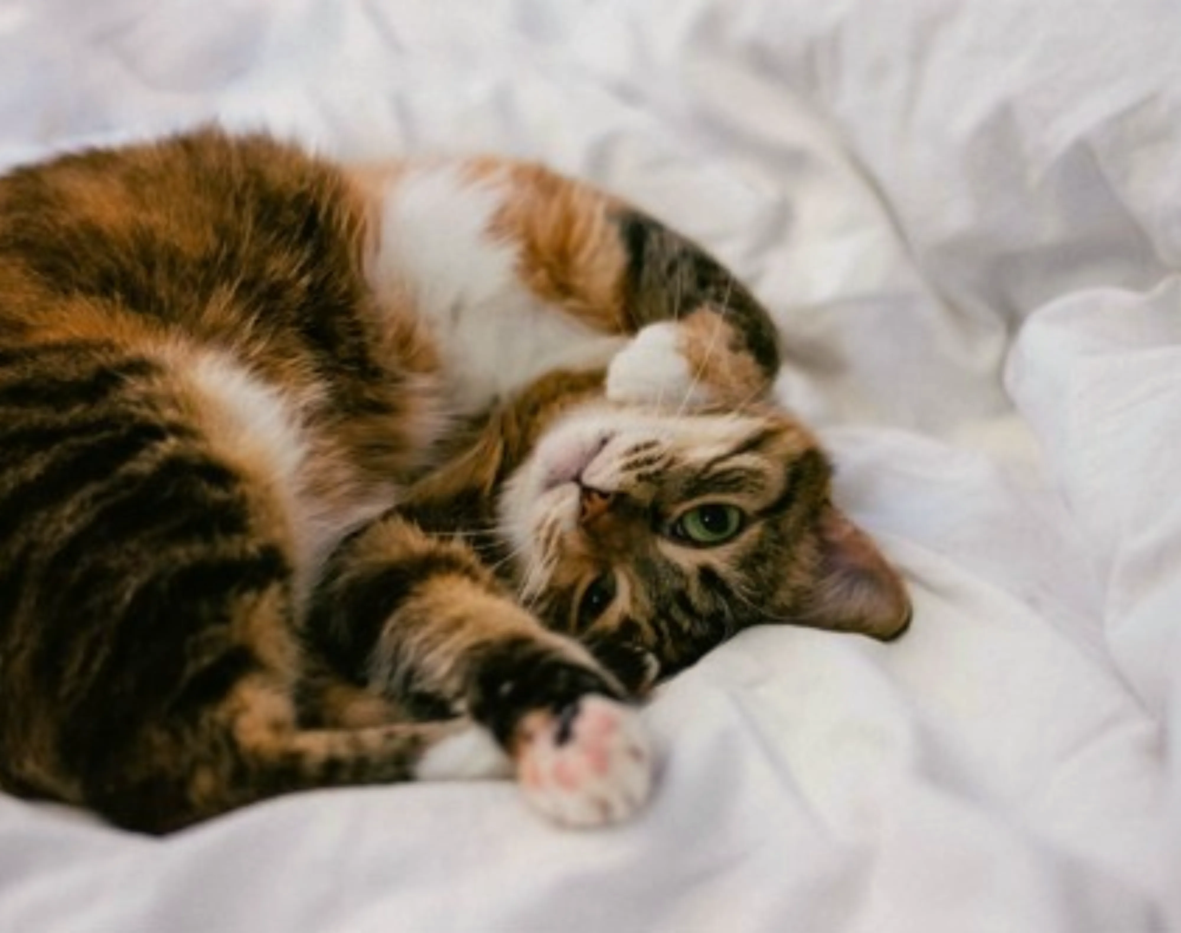 Cat Bed Pet Friendly Hotels Gouverneur