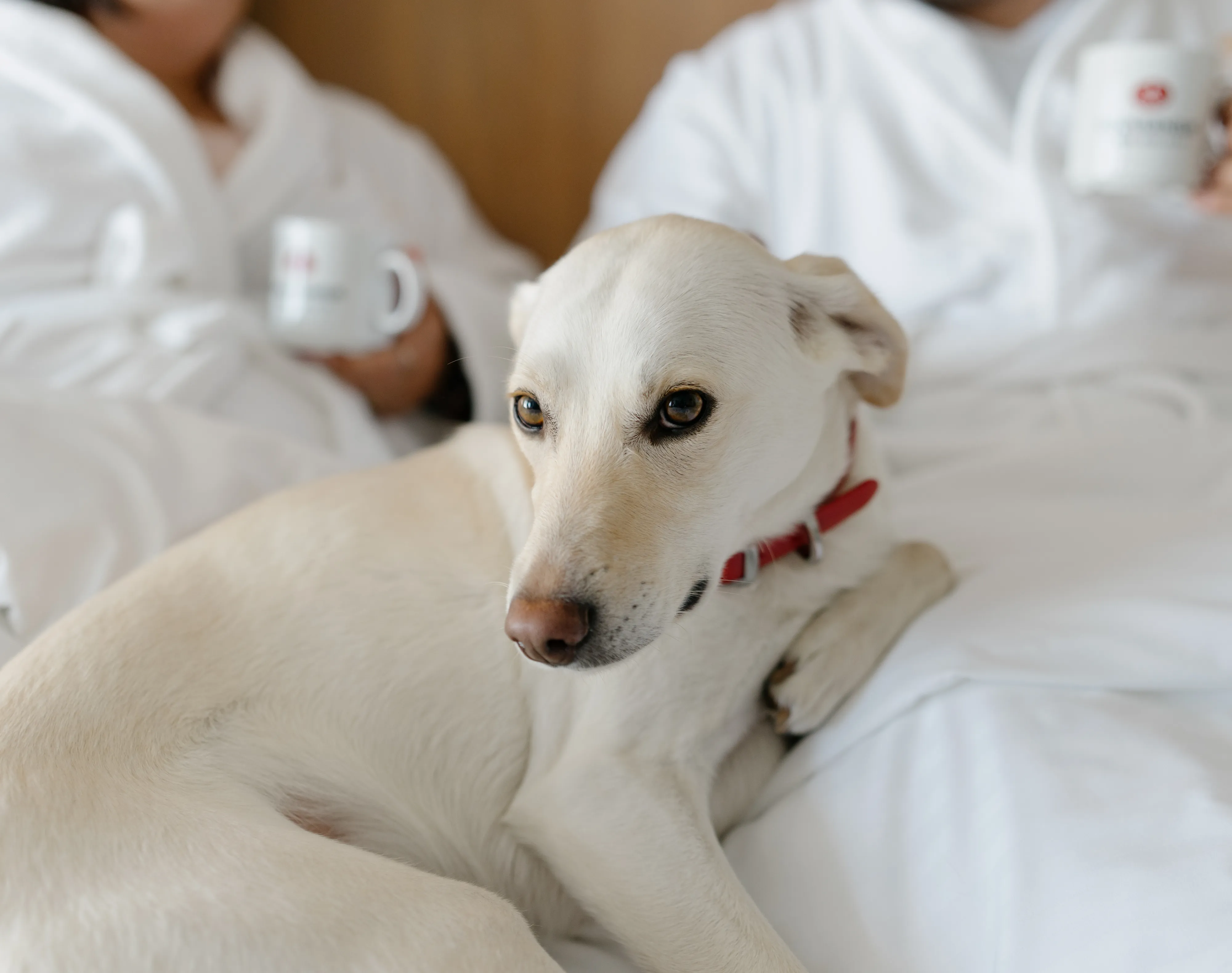 Chien sur un lit à Hôtels Gouverneur avec ses maitres